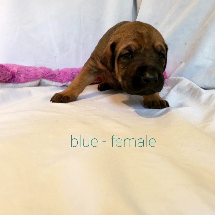 Blue - Female